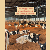 Happy Cow Ghee